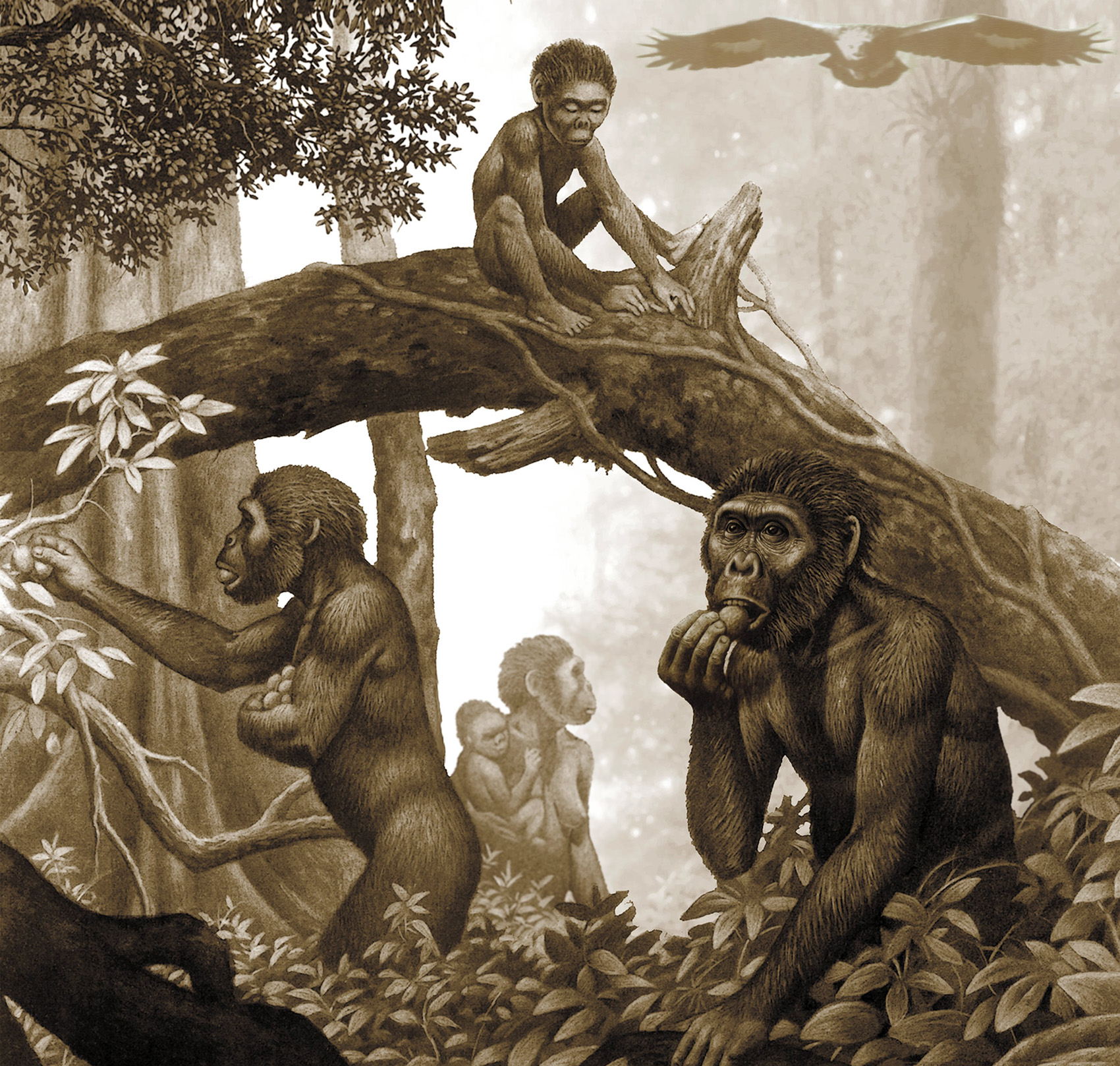 阴毛、腋毛和头发，人类在进化中为何保留了这几个部位的毛发？