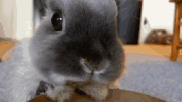 澳洲入侵物种兔,兔子入侵澳大利亚