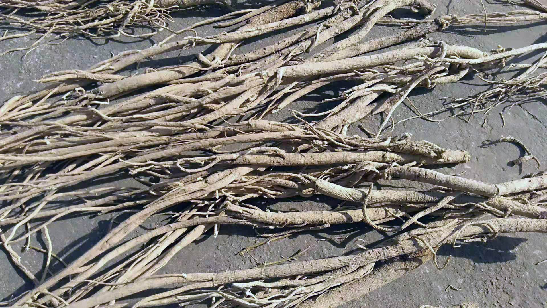 你可能买到了野生黄芪中的伪野生货，原来这么做可以杜绝假货