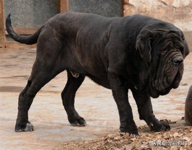 世界上最凶猛的，当仁不让的王者，是加纳利犬，还是那不勒斯獒犬