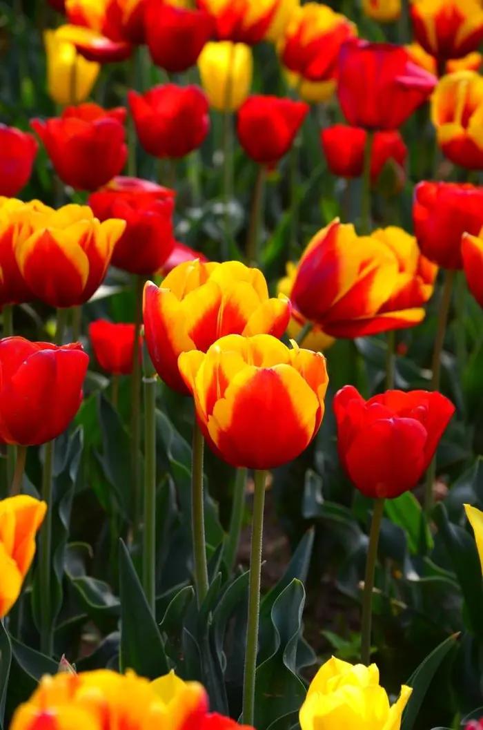 郑州绿博园简介视频,郑州绿博园简介攻略