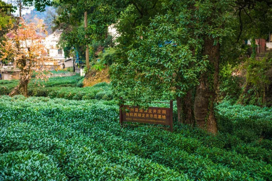 来杭州不知道做什么,来杭州不去哪里遗憾