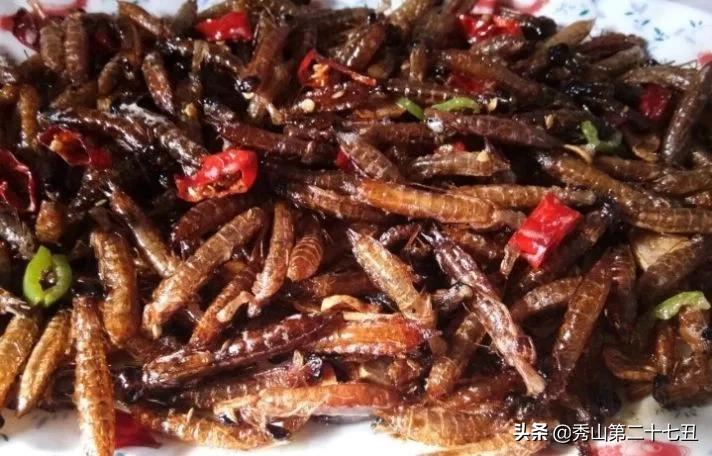 益虫有哪些昆虫吃蚊子,哪些益虫可以消灭苍蝇和蚊子