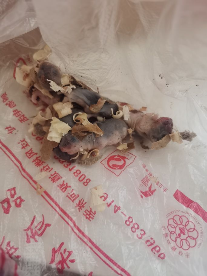 仓鼠的孩子为什么刚生出来就死了,仓鼠昨天好好的今天死了怎么办