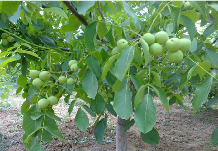 核桃果实黑斑病用什么药治,核桃挂果果身出现黑斑点怎么办