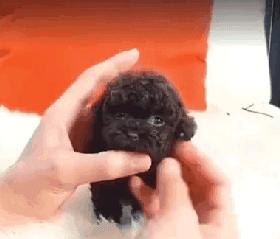 可爱呆萌的小奶狗视频,可爱可奶呆萌的小奶狗