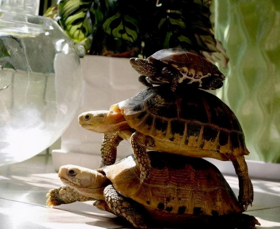 龟怎么养发色好,养蛋龟如何发色最好养活