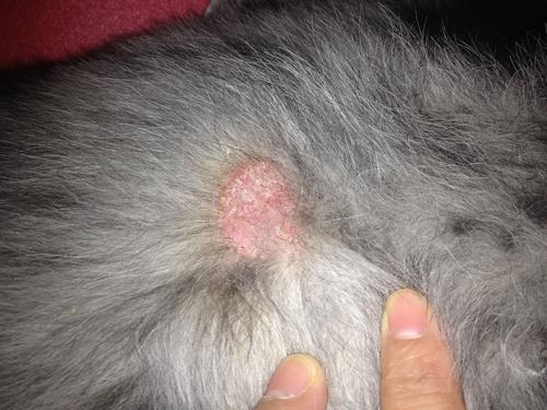 狗狗常见脚部皮肤病及治疗方法图,狗狗严重皮肤病治疗最佳方法