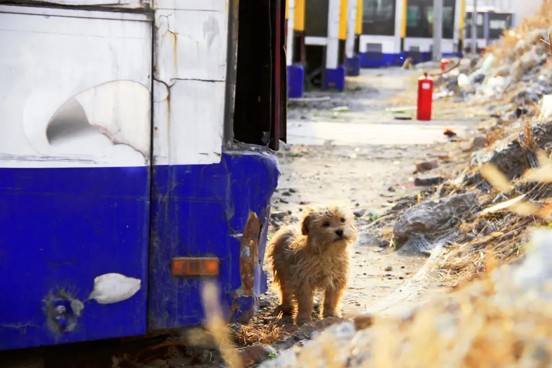 追逐公交的人,学生追逐公交车事故