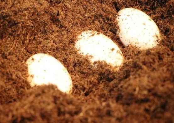 鳄鱼生男生女,鳄鱼生的孩子有多可怕