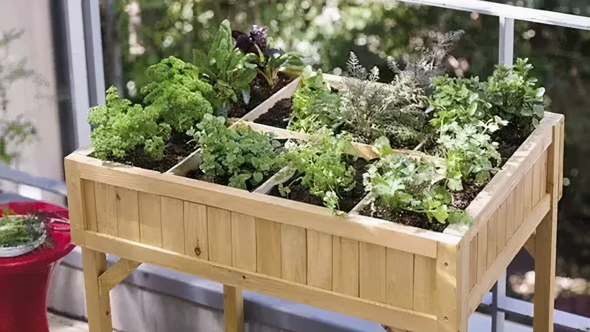 小型菜园怎么合理利用,1米菜园立体菜园