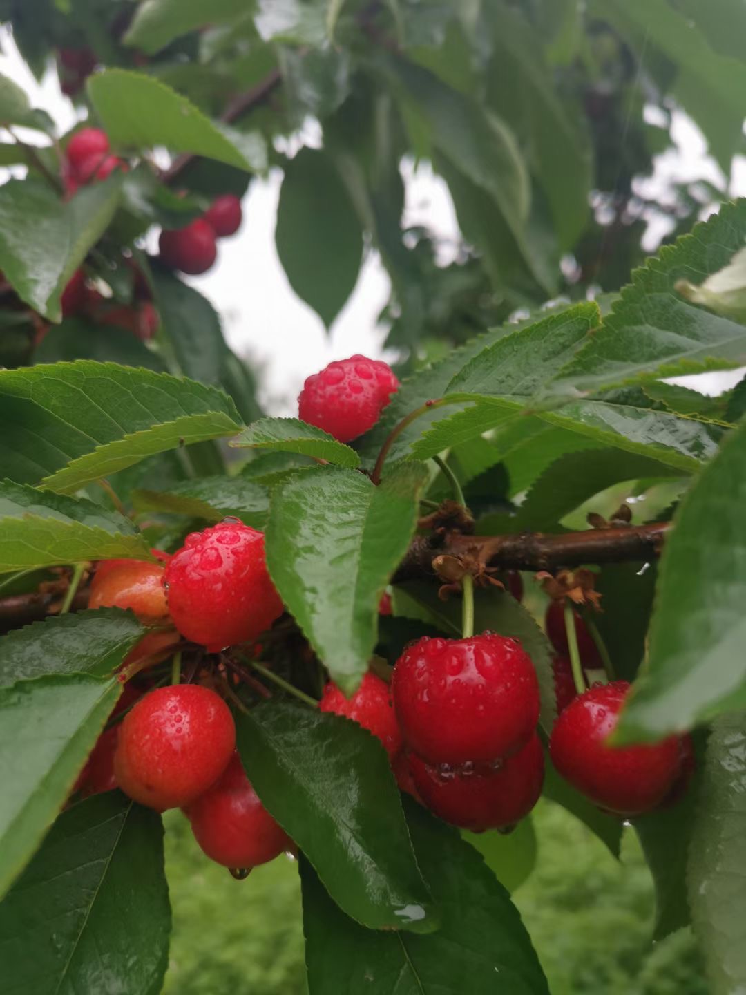 助力乡村振兴助推肉牛产业发展,顺丰快递推动乡村振兴