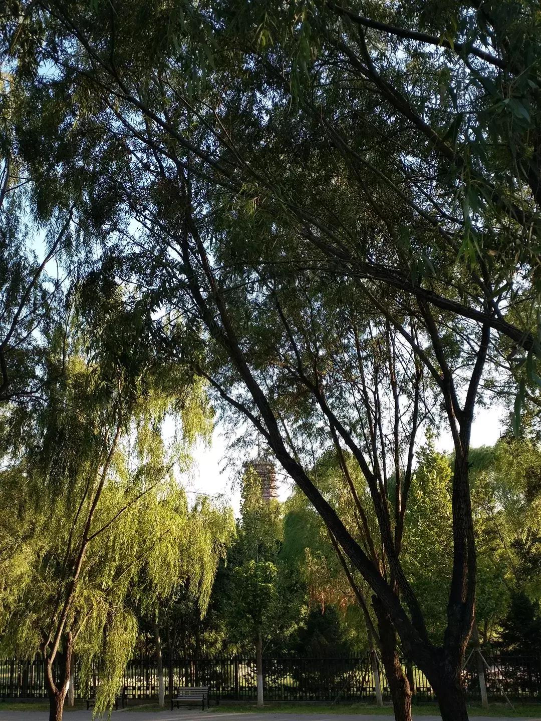 体验火车观光不用去火车站，来北京这个免费公园就可以！距市中心18公里，人少适合闲逛！