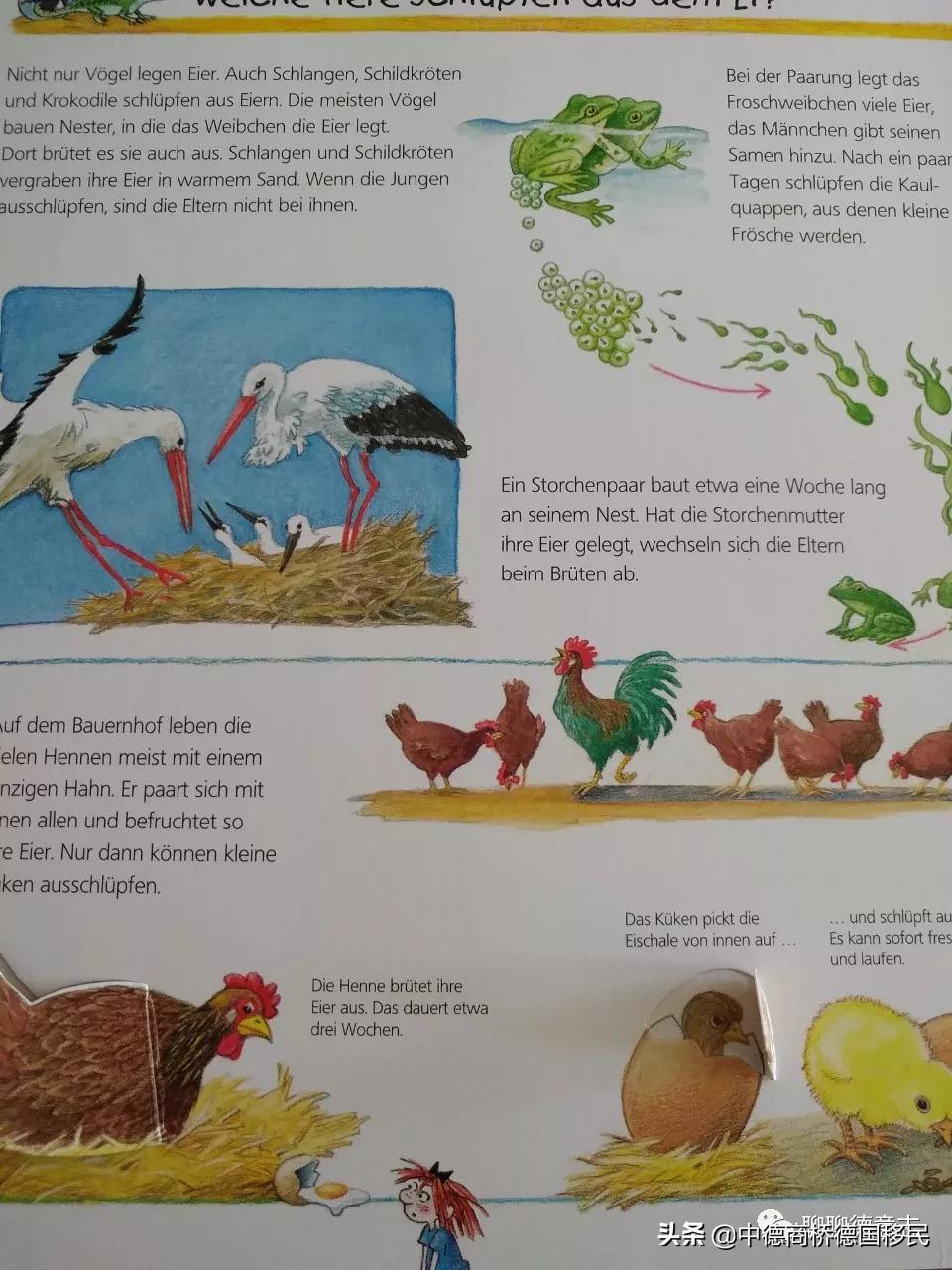 德国性教育绘本,德国儿童性教育