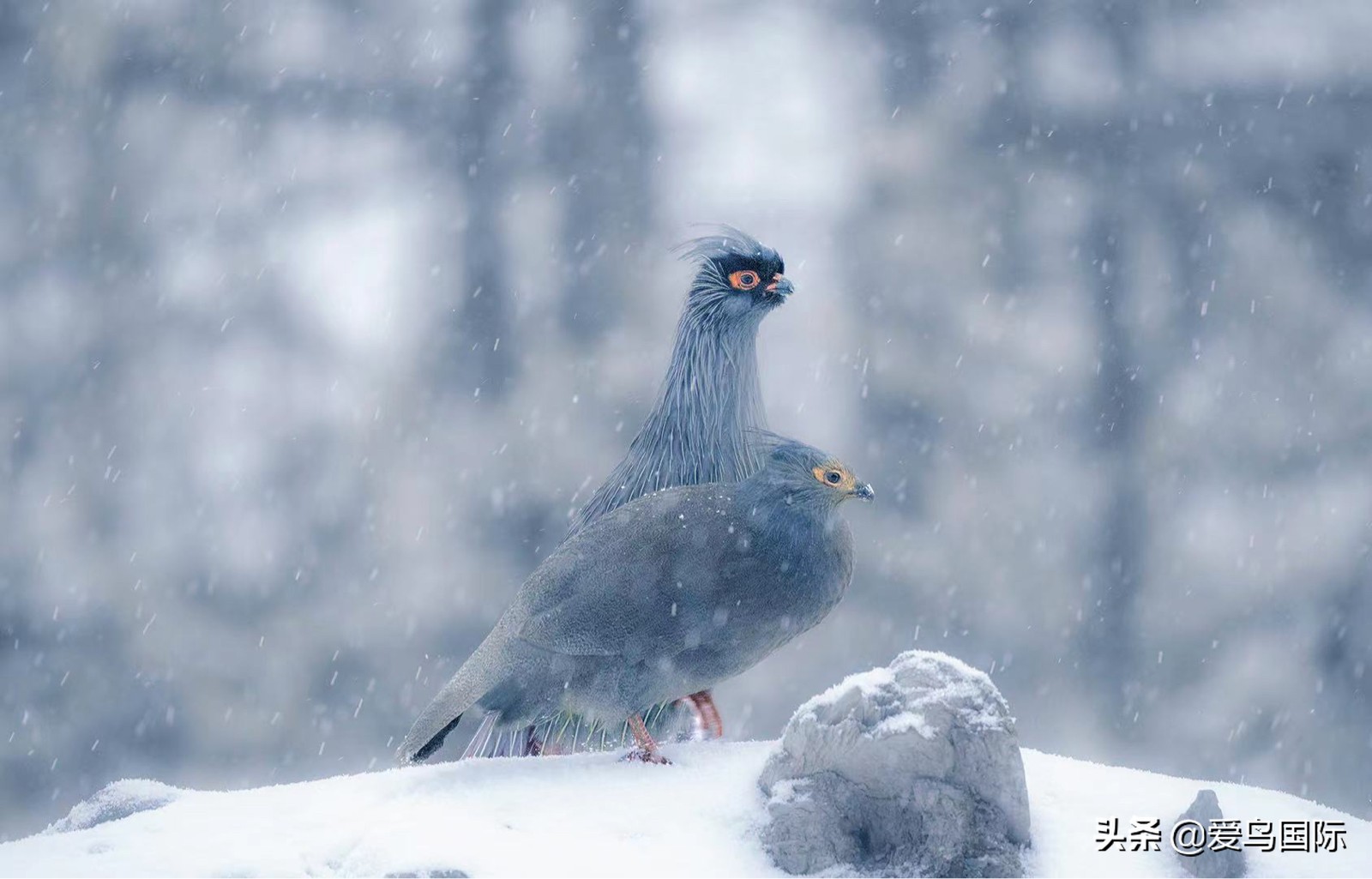 鸟类最好看的照片,100张绝美鸟类图片