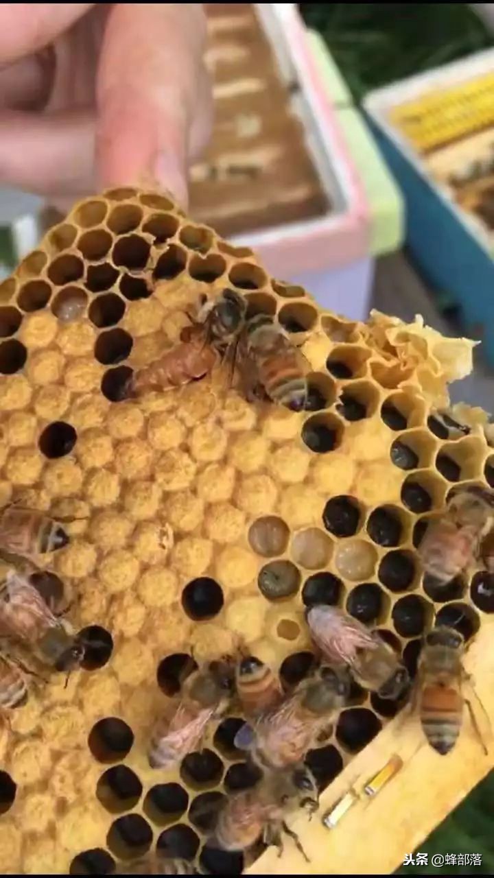 国内养蜂与国外养蜂的区别,中国蜂业与西方养蜂的区别