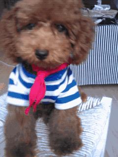 想养泰迪这6个缺点你可得想好了,怎么样来把泰迪养的又乖又漂亮呢