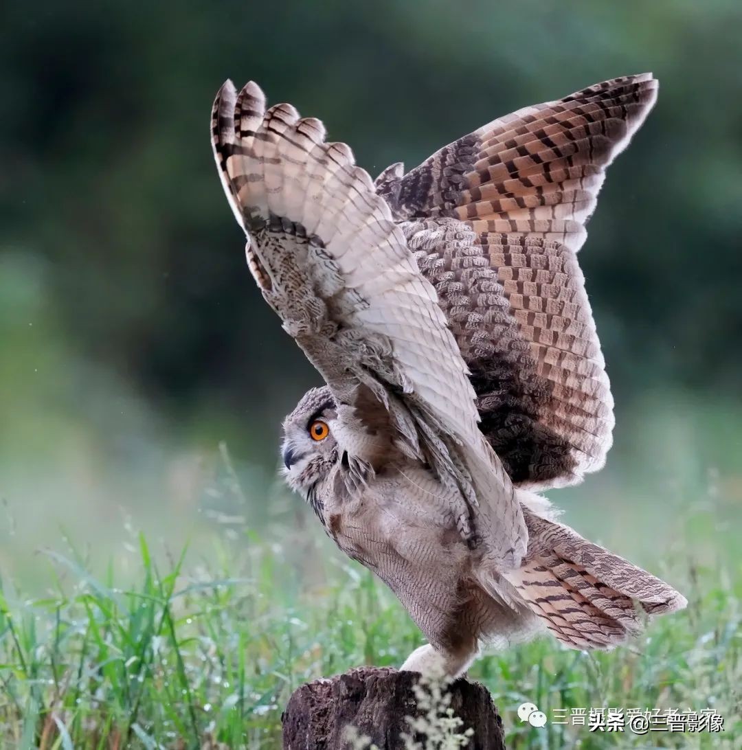 索尼相机a1是否值得入手,索尼a1相机拍鸟怎么样