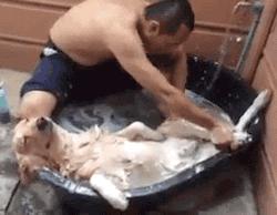 柯基屁股蓄水能力这么强，给狗狗洗澡该注意什么？