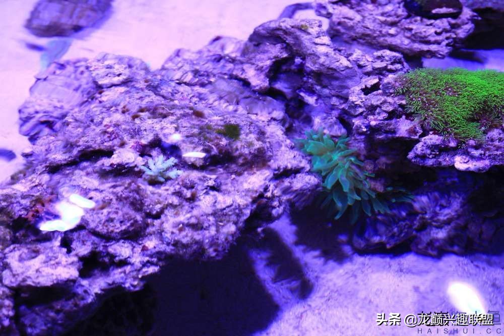 从零开始玩海缸的方法,从零开始玩海缸全过程