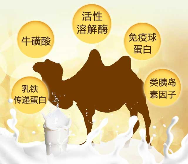 神奇的驼奶粉,神奇的驼奶央视报道