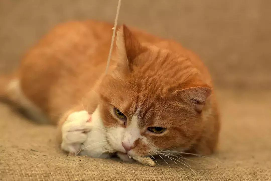 崩溃!猫咪吃「小强」会有危险吗?注意别做一件事