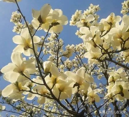 大“疫”灭清，天津2020赏花地图上线！