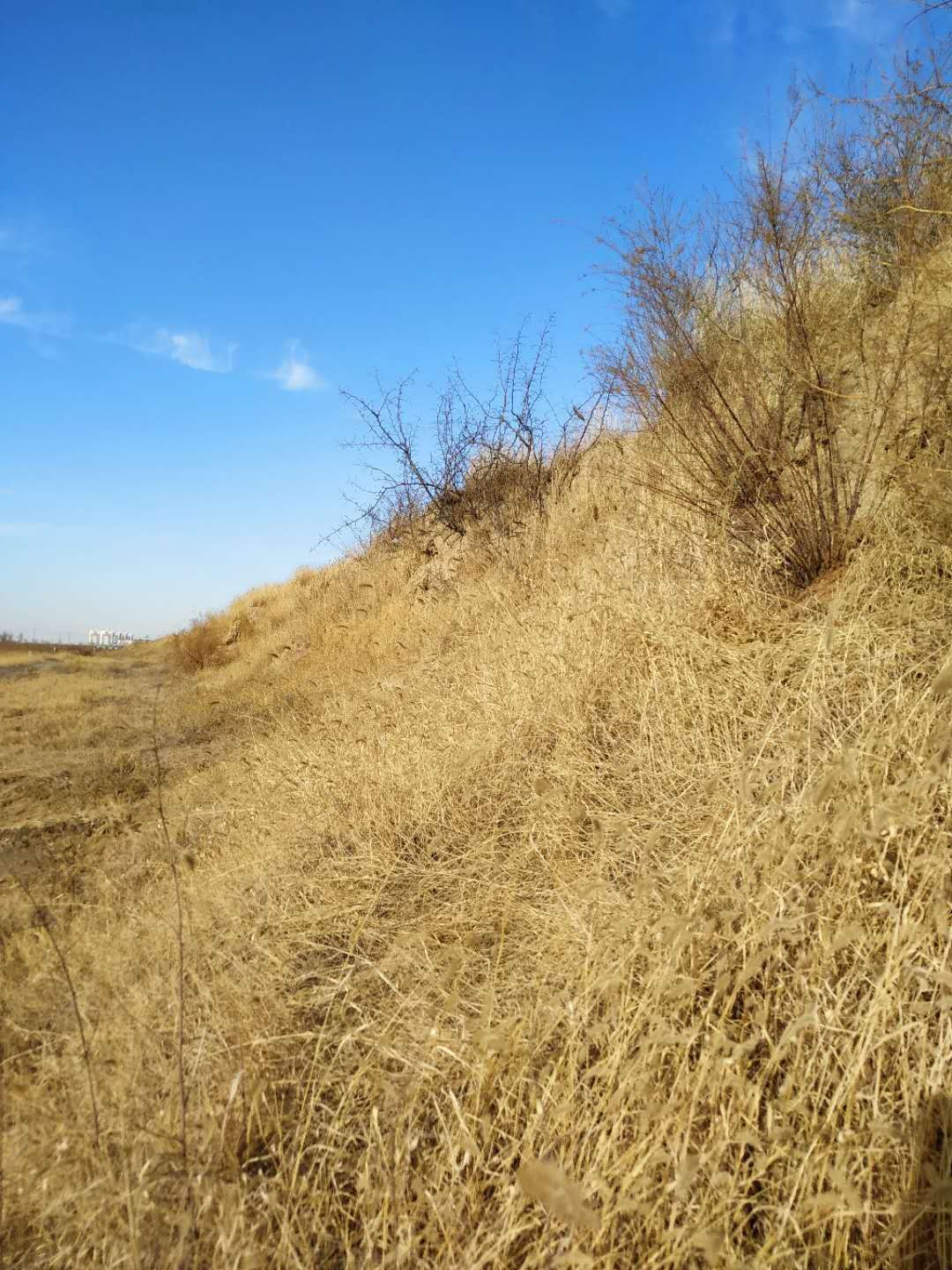 也许就是你把文化远播日本，初探黄骅古城--郛堤城