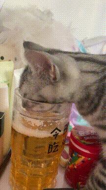 搞笑gif狗子我为这个家操碎了心,搞笑gif图片狗子都开始学坏了