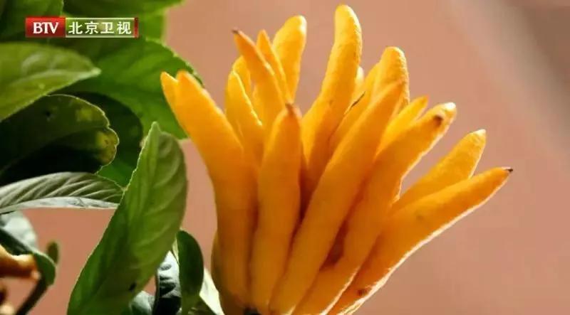 咽炎咳出黄痰以茶代饮,咽炎咳嗽厉害喝什么水好呢