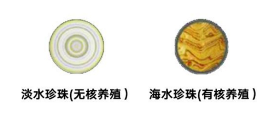 买海水baby珠还是淡水珠,天然海水珠和天然淡水珠哪个贵