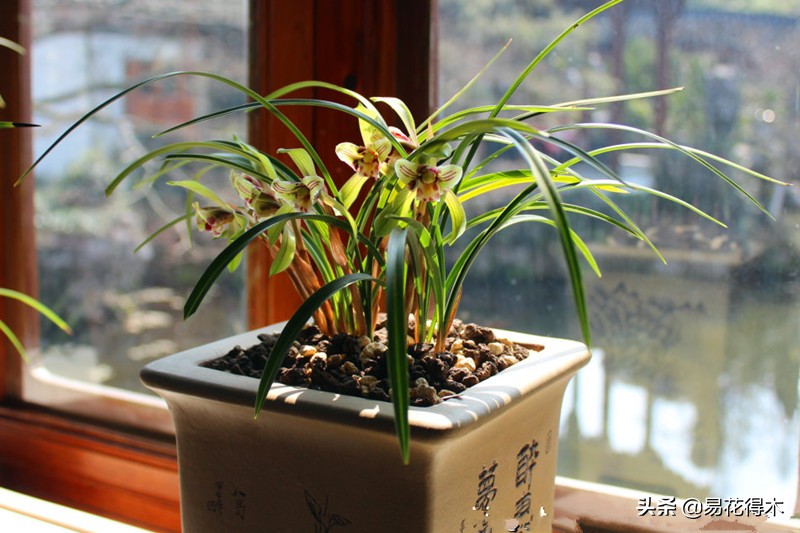 养花煤渣直接掺到土里吗,蜂窝煤渣养花好处多