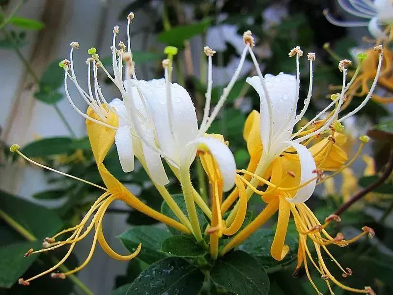 看到花的时候,不知是什么花?那就收下这份百花图谱