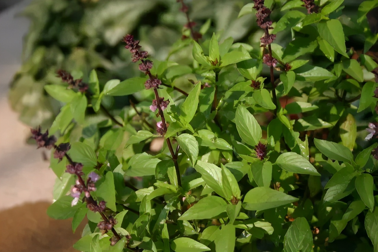 香草罗勒种子,香草降糖草苗
