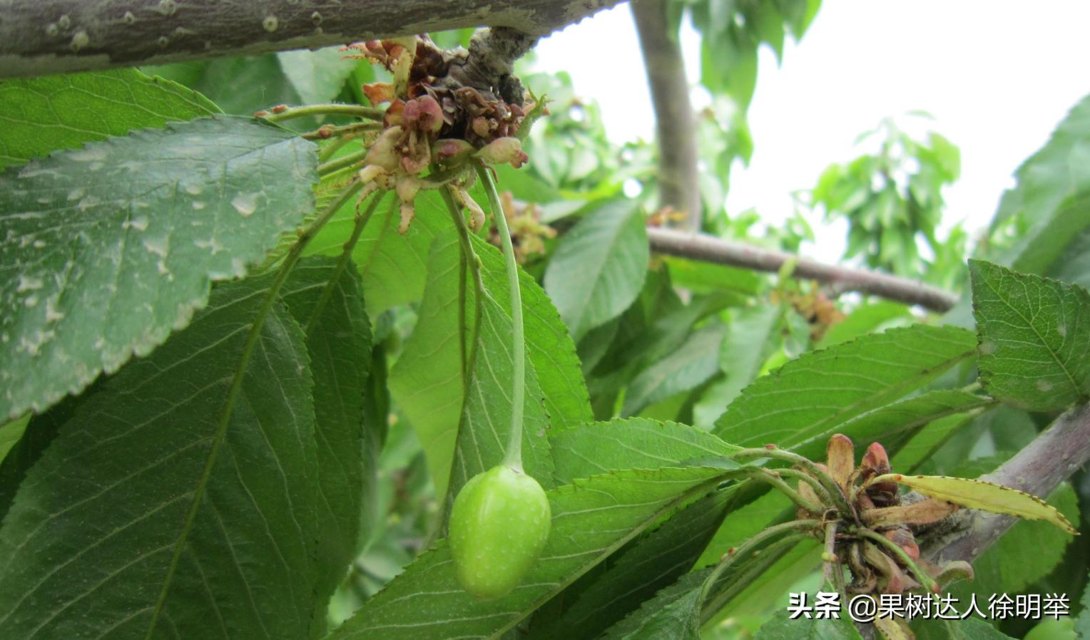 大樱桃全年管理主要防治病虫害,大樱桃开春管理