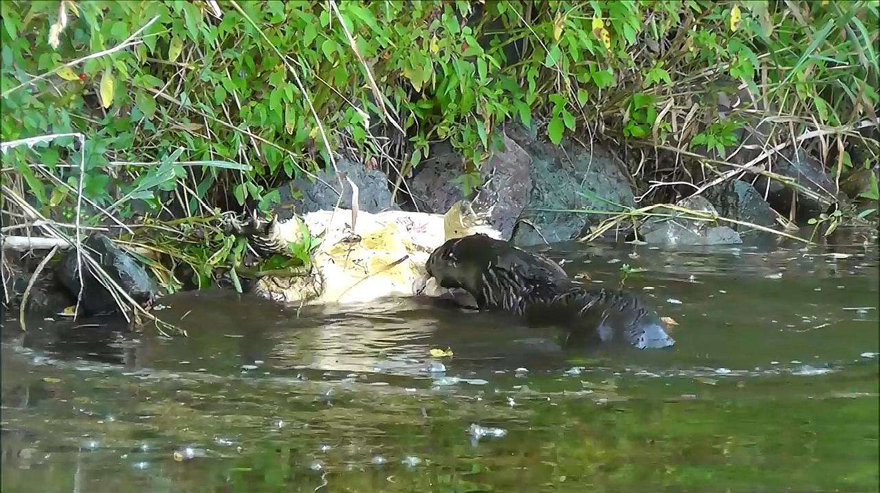 乌龟的天敌是什么动物,乌龟最怕的动物