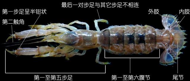 罗氏虾怎么辨别有没有膏,罗氏虾虾苗怎么分辨真假