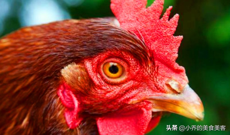 十年鸡头胜砒霜视频,十年鸡头胜砒霜是什么意思