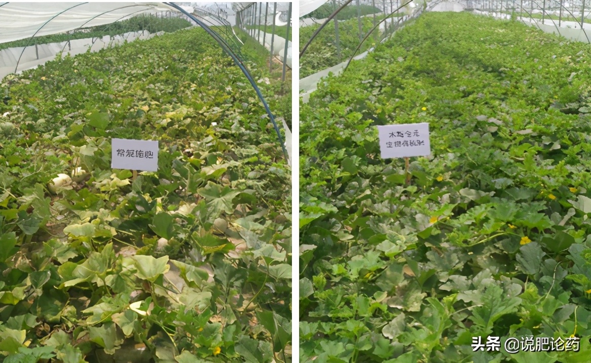 西瓜使用复合微生物肥,西瓜微生物菌剂肥料怎么用