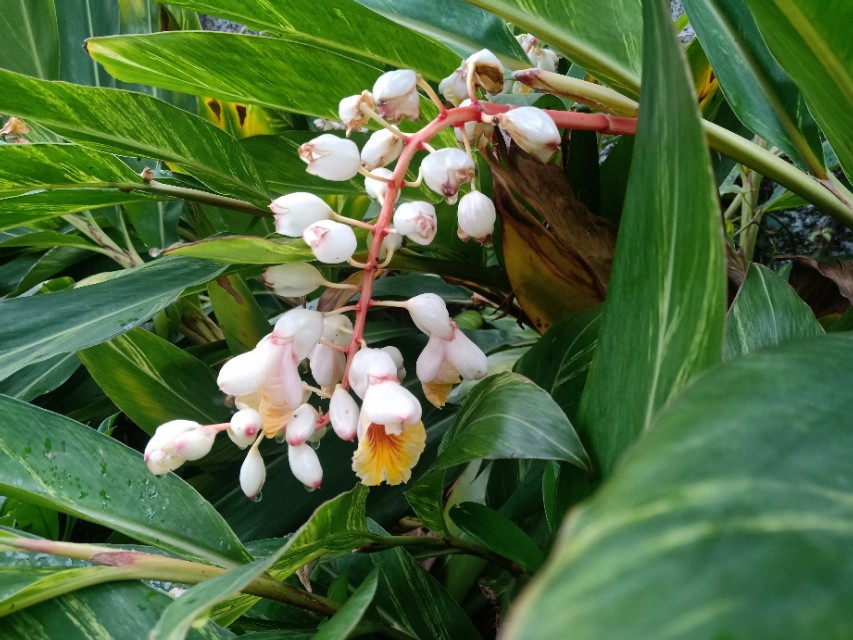 砂仁怎么煮粥养胃,香砂养胃胶囊功效