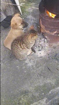 大叔刷百万礼物,大叔刷100万见网红