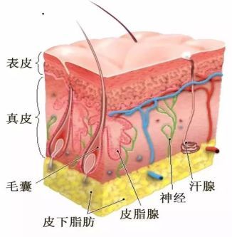新西兰好健康山羊奶粉,新西兰的羊奶哪个牌子最好