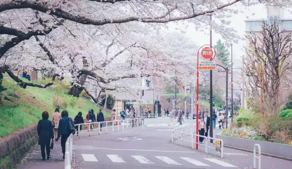 樱花前线2022年,2022第一场樱花