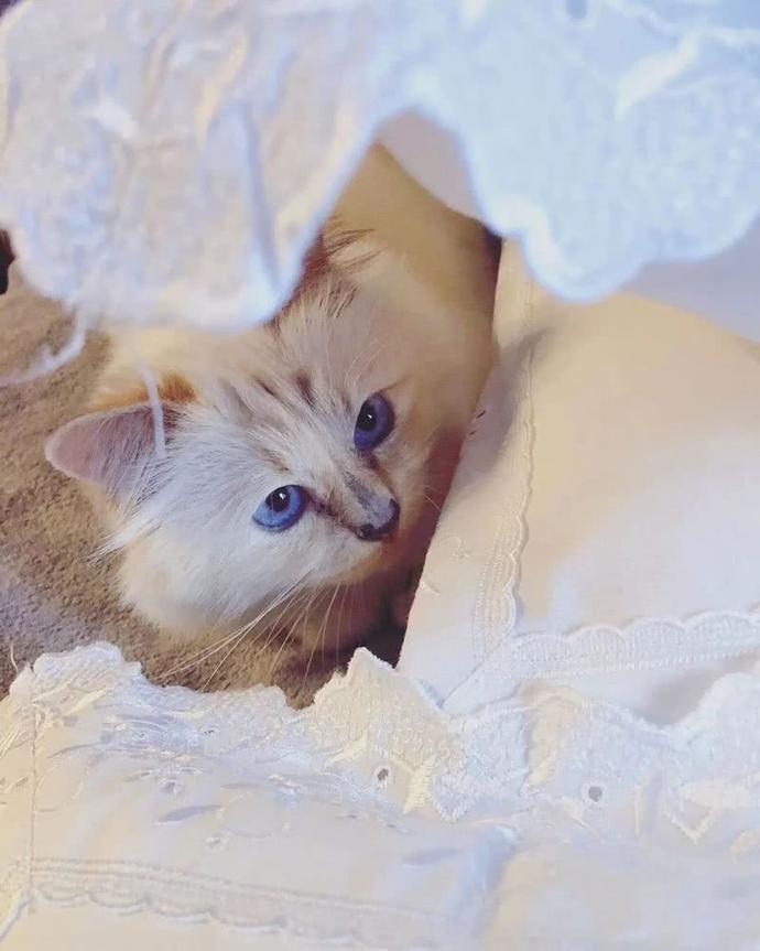 老佛爷13亿欧元遗产由猫继承,继承老佛爷21亿遗产的猫