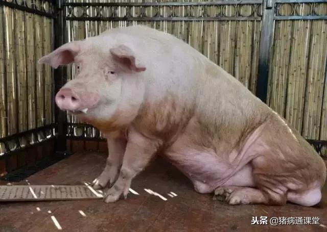 猪黑痢治疗的首选药,猪密螺旋体痢疾的防治方案