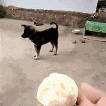 就算摔倒姿势也一定要帅,虽然哥