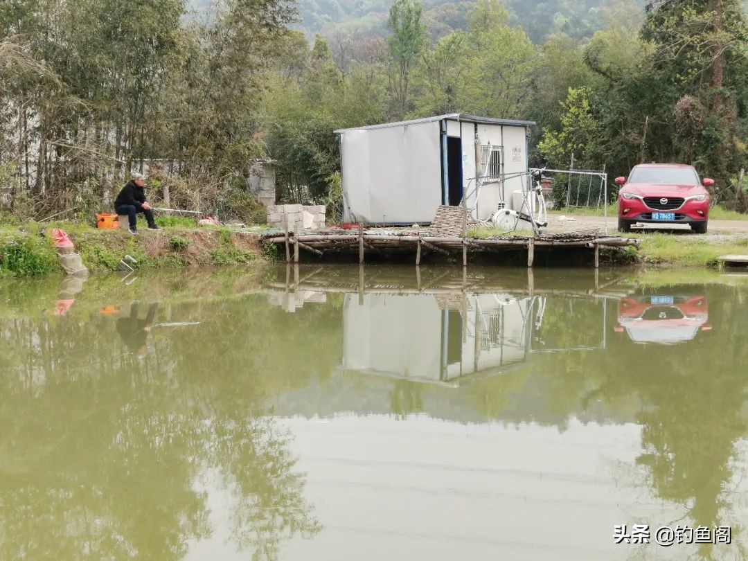 黑坑钓鱼不开口的解决方法,黑坑正钓遇到全塘不开口咋办