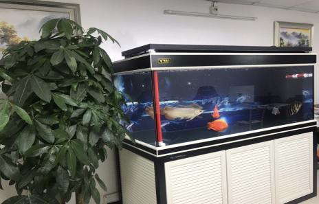 自制鱼缸外过滤系统,鱼缸隔离板自制教程