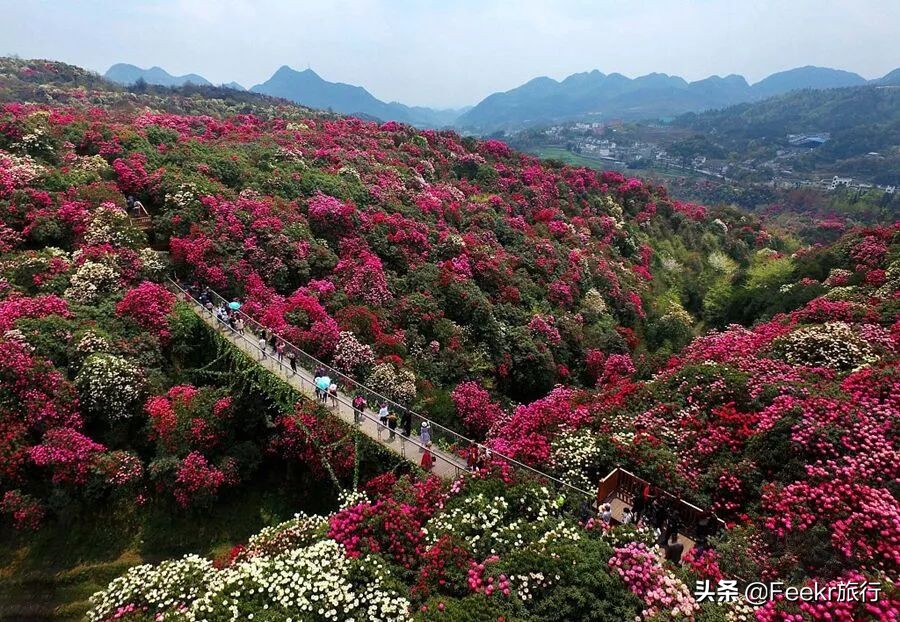 全球最大樱花基地原来就藏在贵州！万亩花海通到湖，机票低至2折