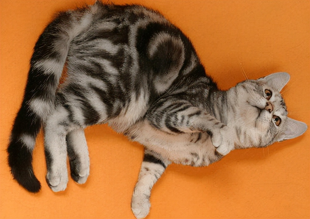 猫咪被咬伤口化脓怎么处理,猫咪脖子有化脓伤口会自愈吗